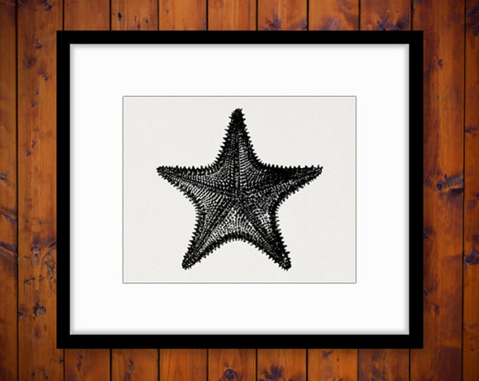 Printable Starfish Image Digital Star Fish Download Illustration Graphic Vintage Clip Art Jpg Png Eps HQ 300dpi No.3264