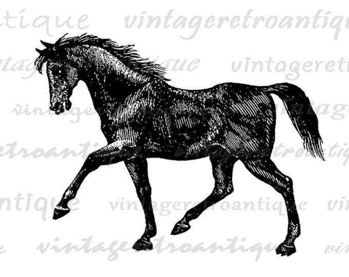 Digital Printable Black Horse Download Graphic Artwork Illustration Image Vintage Clip Art Jpg Png Eps HQ 300dpi No.2333