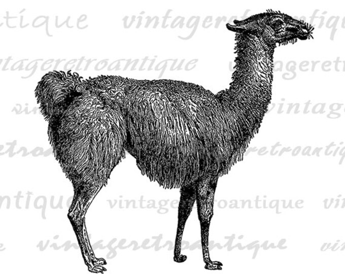 Llama Digital Image Graphic Download Illustration Printable Artwork Vintage Clip Art Jpg Png Eps HQ 300dpi No.2672