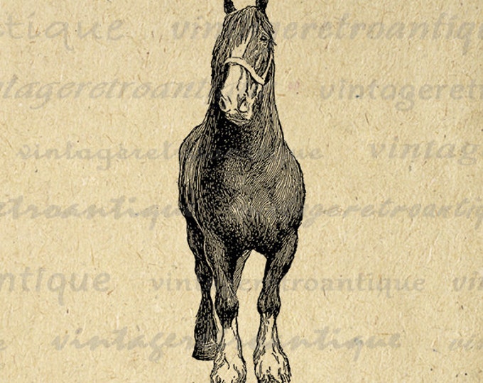 Printable English Shire Horse Image Download Graphic Digital Vintage Clip Art Jpg Png Eps HQ 300dpi No.3136