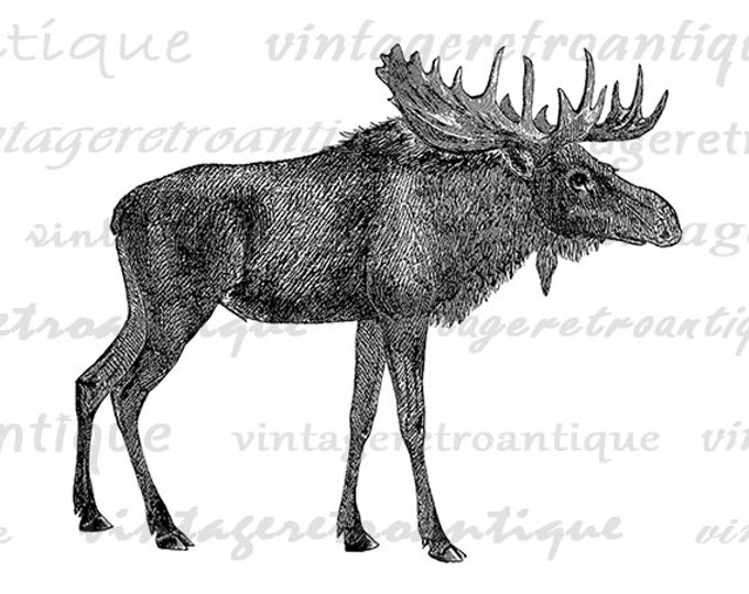 Antique Moose Graphic Printable Digital Download Illustrated Image Vintage Clip Art Jpg Png Eps HQ 300dpi No.2176