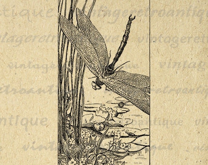 Printable Image Dragonfly Digital Graphic Illustration Download Artwork Vintage Clip Art Jpg Png Eps HQ 300dpi No.2528