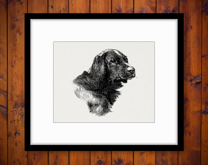 Printable Digital Irish Setter Dog Download Illustration Graphic Image Vintage Clip Art Jpg Png Eps HQ 300dpi No.3176