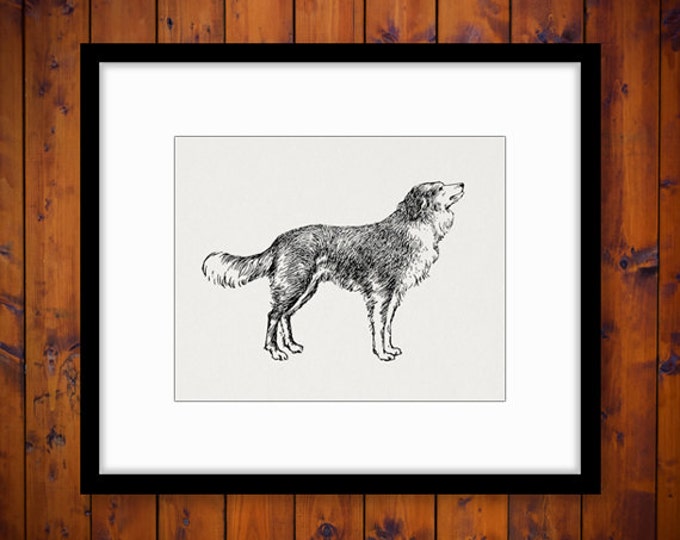 Antique Dog Digital Printable Image Download Graphic Jpg Png Eps HQ 300dpi No.279