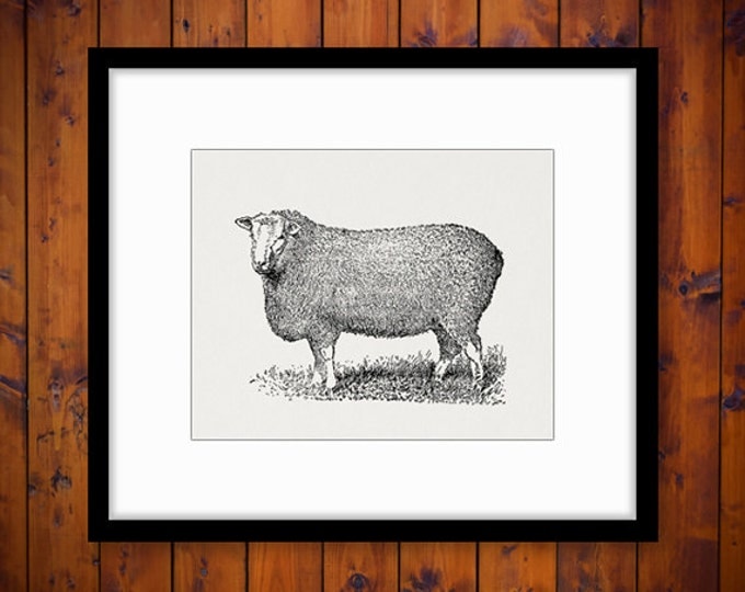 Digital Printable Antique Sheep Graphic Cute Animal Image Download Vintage Clip Art Jpg Png Eps HQ 300dpi No.3532