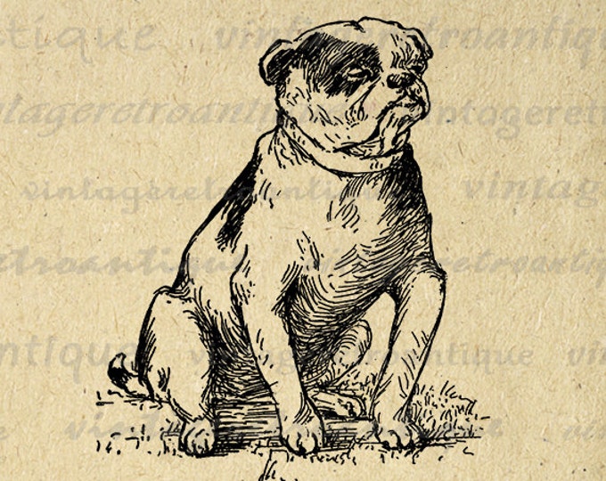 Digital Printable Bulldog Graphic Dog Image Download Vintage Clip Art Jpg Png Eps HQ 300dpi No.263