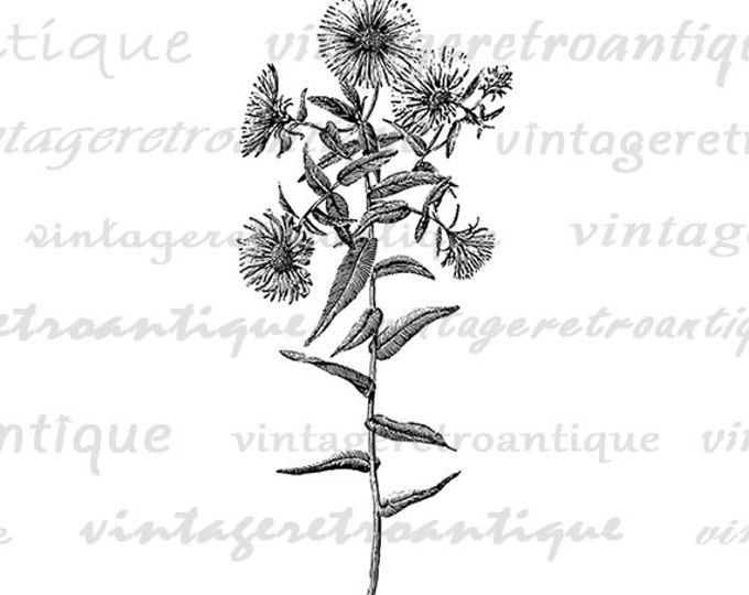 Wild Flower Graphic Printable Digital Wildflower Image Download Illustration Jpg Png Eps HQ 300dpi No.2764