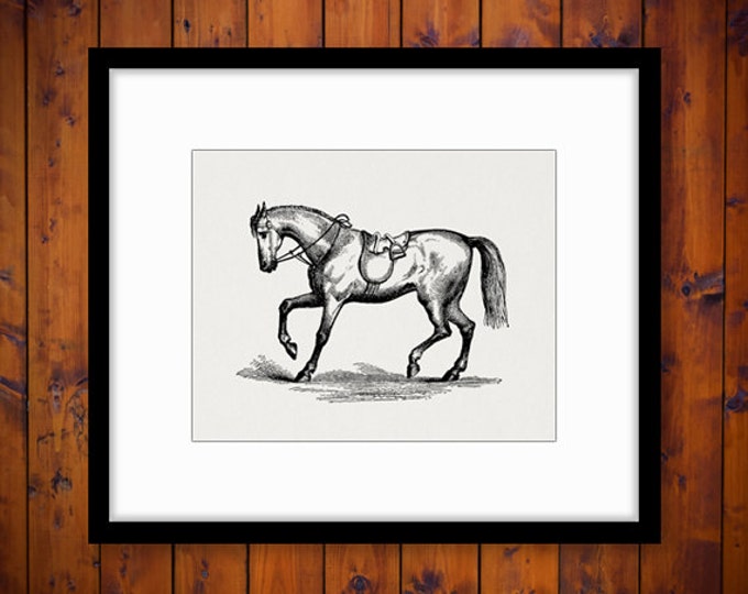 Antique Horse Digital Printable Download Image Graphic Artwork Vintage Clip Art Jpg Png Eps HQ 300dpi No.2344