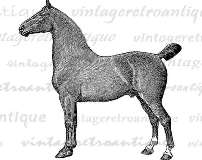 Digital Printable Coach Horse Graphic Illustration Image Download Vintage Clip Art Jpg Png Eps HQ 300dpi No.3107