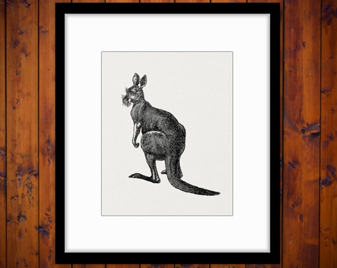 Kangaroo Digital Image Graphic Download Kangaroo Illustration Printable Vintage Clip Art Jpg Png Eps HQ 300dpi No.2644