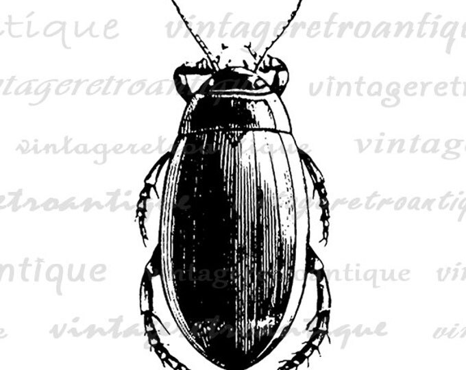 Printable Image Beetle Graphic Beetle Illustration Digital Insect Download Antique Clip Art Jpg Png Eps HQ 300dpi No.3246