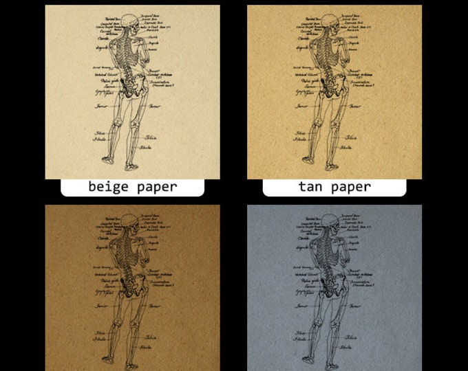 Printable Human Skeleton Diagram Graphic Download Image Medical Anatomy Digital Vintage Clip Art Jpg Png Eps HQ 300dpi No.3801