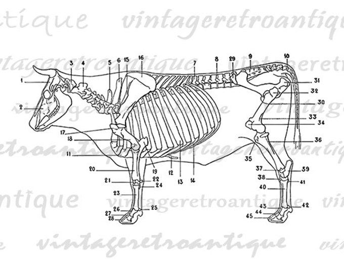 Cow Skeleton Diagram Printable Digital Graphic Download Image Illustration Vintage Clip Art for Transfers Printing etc HQ 300dpi No.1940