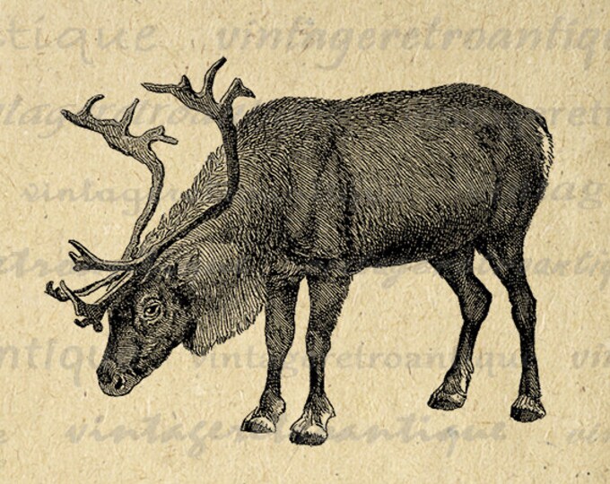 Digital Image Antique Reindeer Printable Graphic Deer Illustration Download Vintage Clip Art Jpg Png Eps HQ 300dpi No.2554