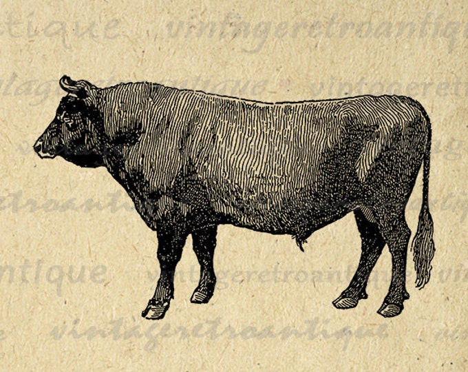 Printable Image Cow Graphic Jersey Bull Download Illustration Digital Antique Clip Art Jpg Png Eps HQ 300dpi No.3069