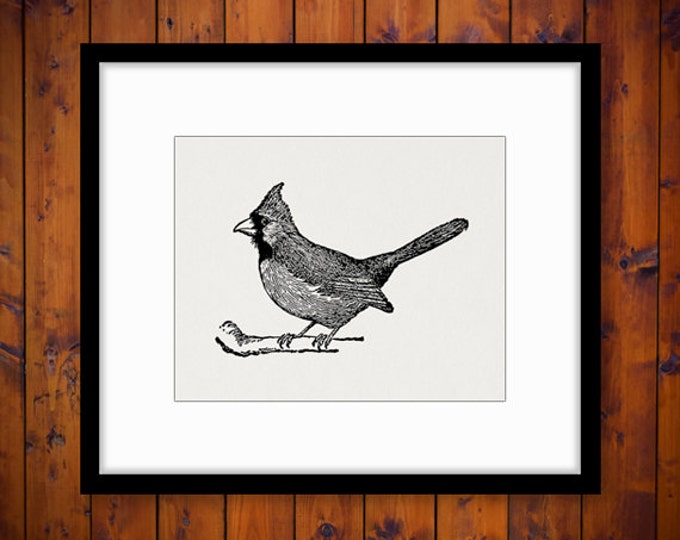 Printable Cardinal Bird Graphic Image Illustration Digital Download Vintage Clip Art Jpg Png Eps HQ 300dpi No.3110