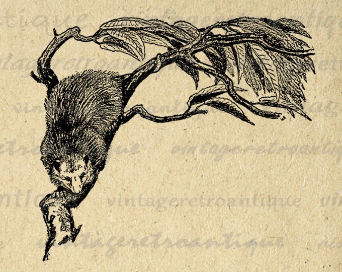 Possum Image Printable Digital Opposum Download Graphic Vintage Clip Art Jpg Png Eps HQ 300dpi No.332