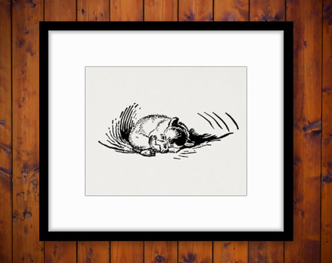 Printable Hibernating Bear Digital Image Illustration Download Graphic Vintage Clip Art Jpg Png Eps HQ 300dpi No.895