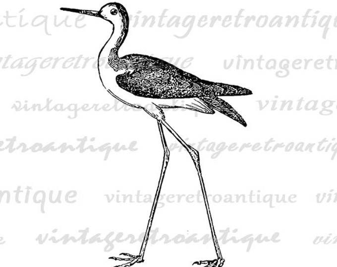 Digital Image Little Stilt Bird Graphic Antique Bird Download Printable Vintage Clip Art Jpg Png Eps HQ 300dpi No.601