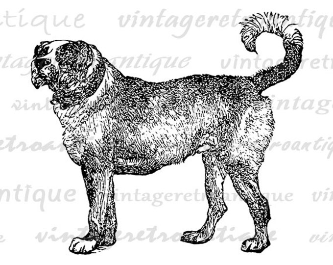 Digital Printable Mastiff Dog Graphic Dog Download Image Illustration Antique Clip Art Jpg Png Eps HQ 300dpi No.4216