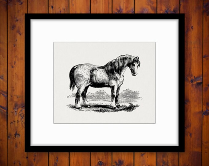 Digital Graphic Antique Horse Download Printable Image Artwork Vintage Clip Art Jpg Png Eps 18x18 HQ 300dpi No.2358