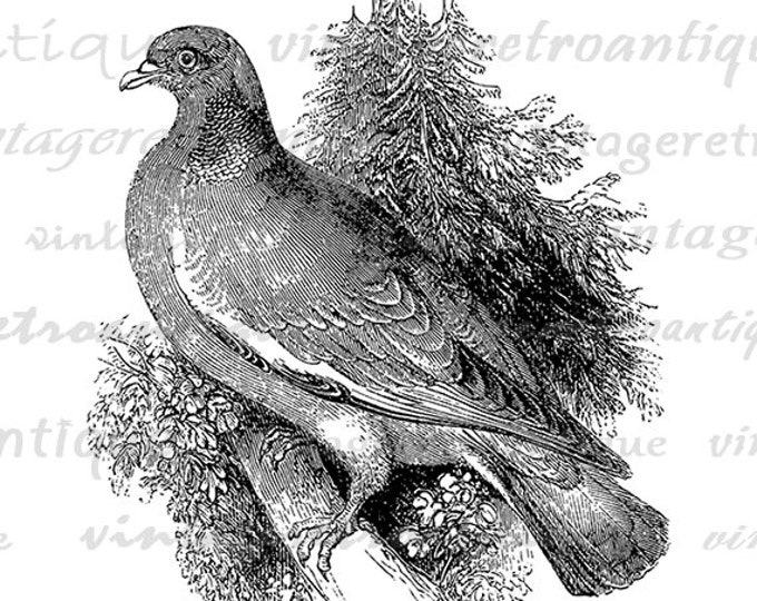 Woodpigeon Bird Digital Image Download Collage Sheet Artwork Printable Graphic Jpg Png Eps HQ 300dpi No.3774