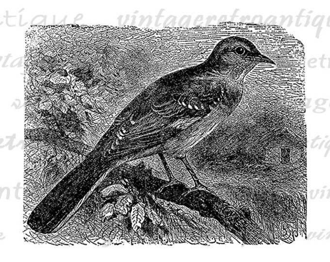 Printable Image Mocking Bird Digital Graphic Download Illustration Vintage Clip Art Jpg Png Eps HQ 300dpi No.2638