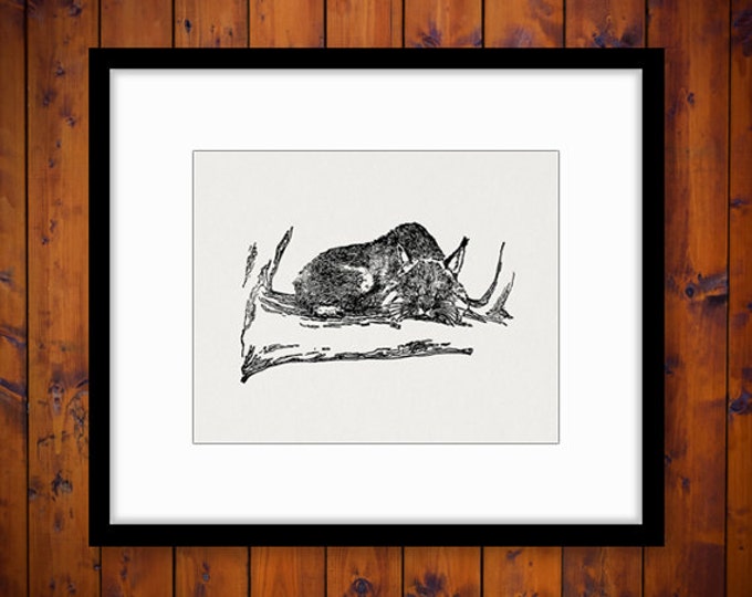 Bobcat Antique Graphic Digital Download Cat Image Printable Jpg Png Eps HQ 300dpi No.495