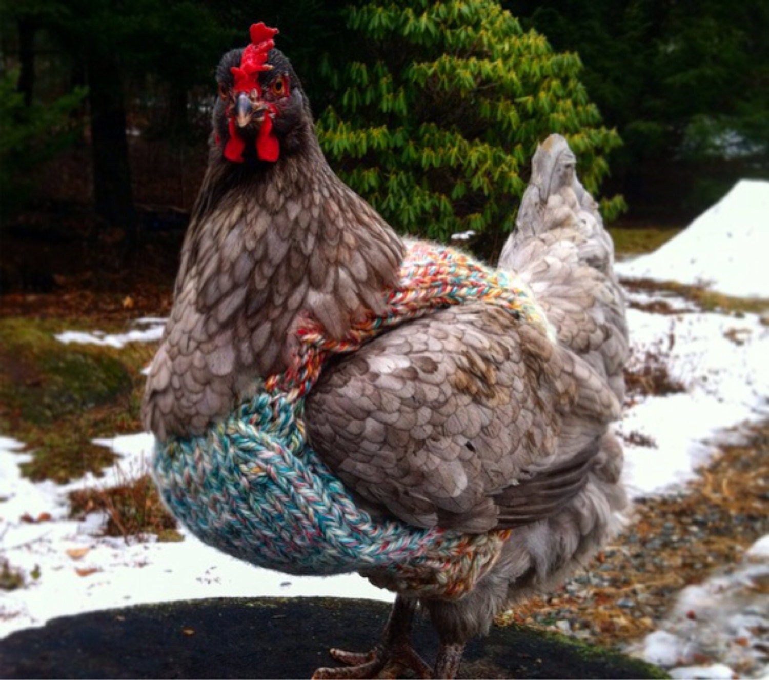 Chicken Sweater Sweater for Chickens and Roosters Sweater