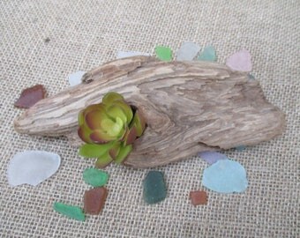 FREE SHIPPING = Driftwood Table Decoration or Air Plant Holder "Nautical Style"