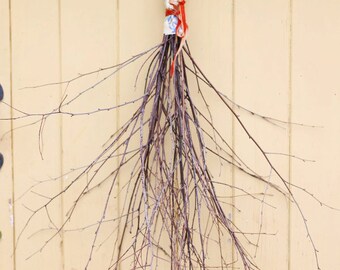 Bunch of Natural Twigs