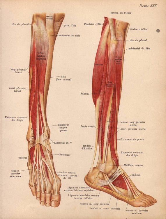 Items similar to 1905 leg muscles, tendons & ligaments print - Human anatomy, foot physiology ...