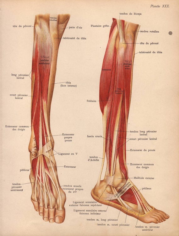 Items similar to 1905 leg muscles, tendons & ligaments ...