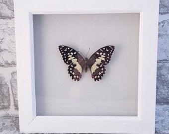 Shadowbox, Butterfly Art, Insect Art, Handmade, Butterflies, Insect, Curiosity, Entomology, Butterfly Shaddowbox, Real Butterfly.