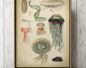 Jellyfish print, jellyfishes chart, marine creatures poster, marine decor, beach home wall decor,