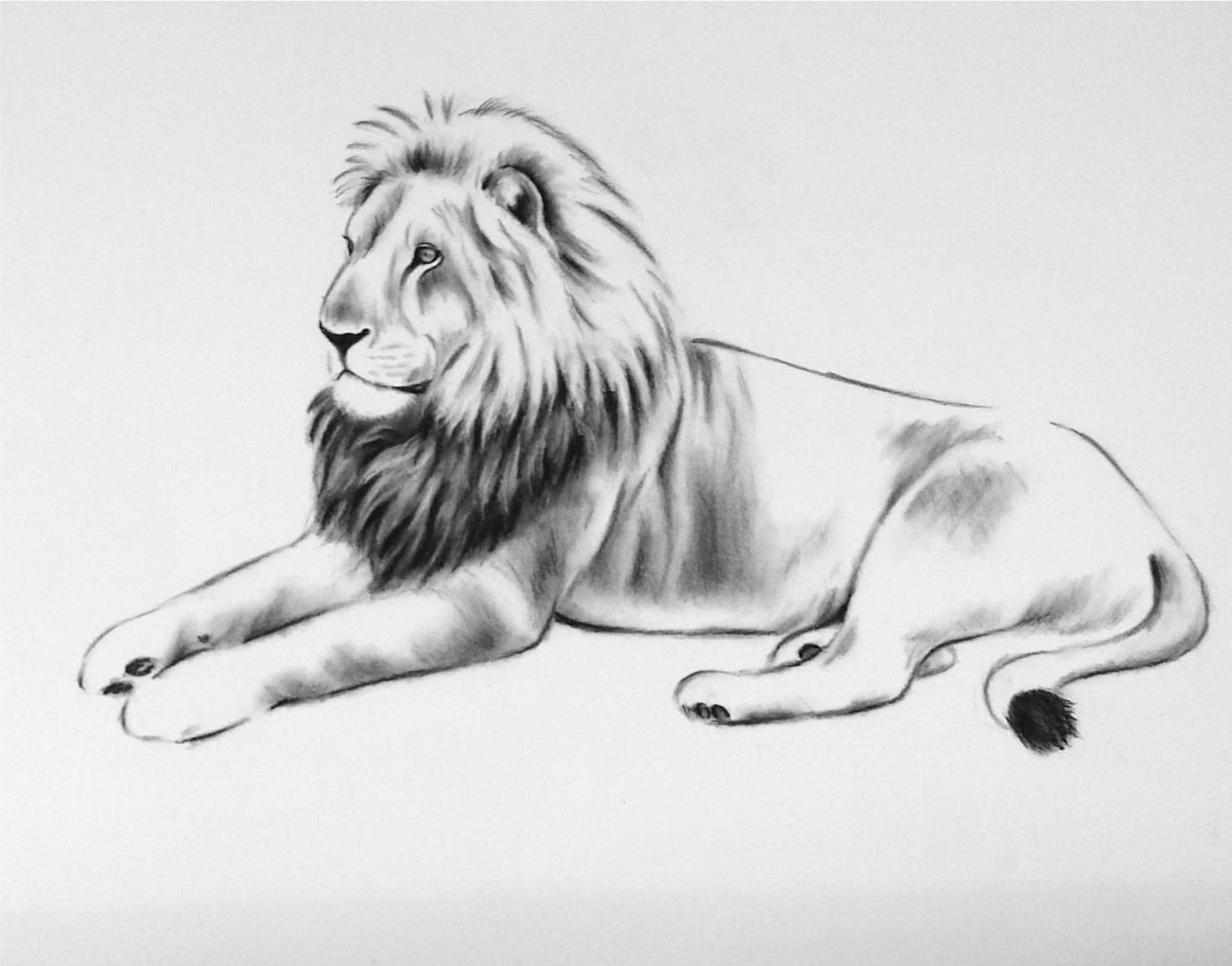 lion drawing body