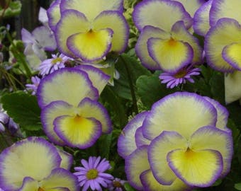Viola 'Etain' YELLOW & PURPLE Live Plants Perennial Pansy Violet Jump up Showy Fragrant Flowers