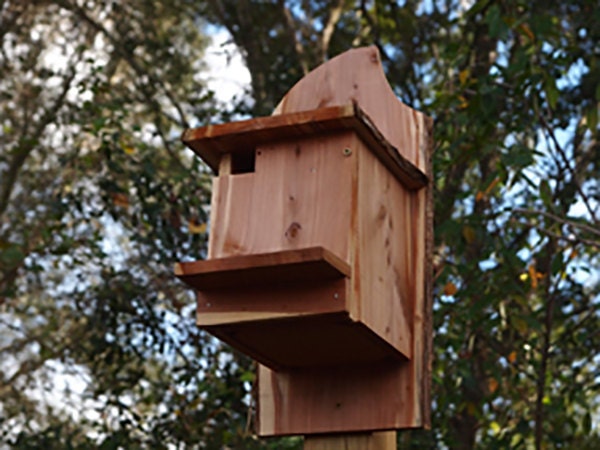 Flying Squirrel Nest Box