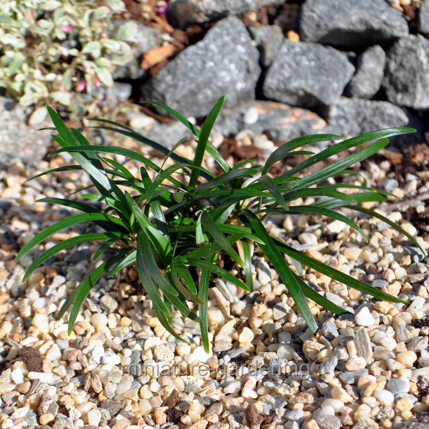 Ophiopogon japonicus Kyoto Dwarf Dwarf Mondo Grass for