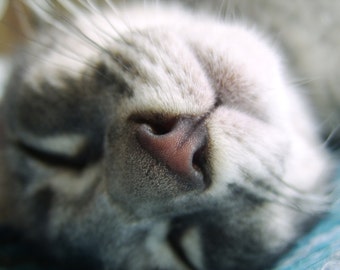 Kitty Nose - Cat photography - Kitten photography - sleepy kitty - digital download - digital file - wallpaper - home decor