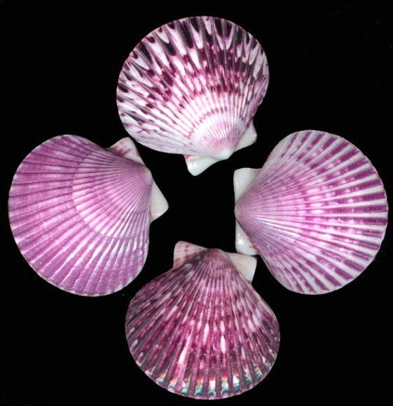 Purple Pecten Shells, scallop shells, craft shell, beach decor, bulk shells, terrarium supply