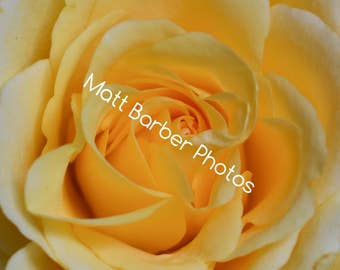 Yellow Rose Photo Print