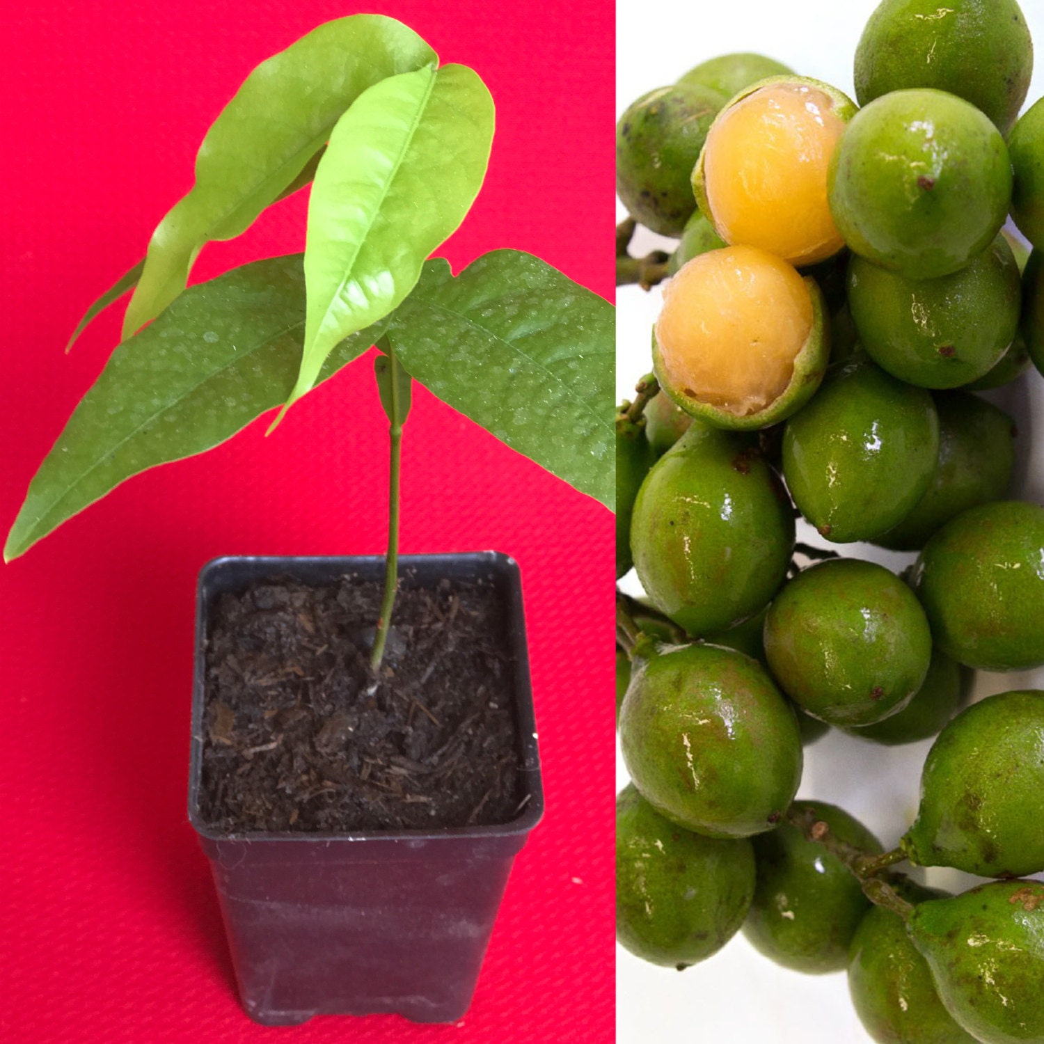 Amazing Guinep Finds Near You: Shops, Farms, And More! - ilj9w8i