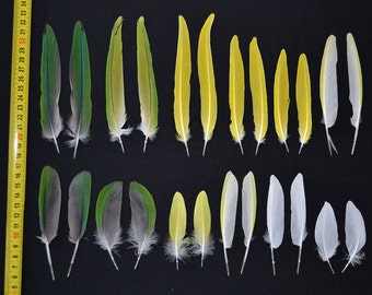 24 pcs miscellaneous parrot feathers in pairs
