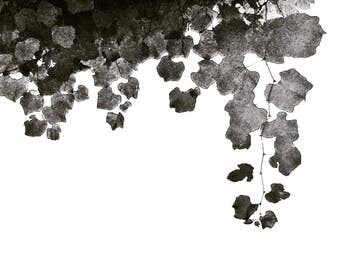 Botanical Bliss - Fine Art Photography