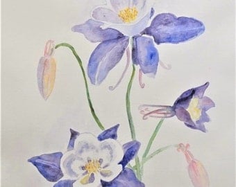 original watercolour Columbine flowers painting, watercolor flowers painting