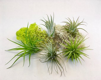 Small Tillandsia Air Plant