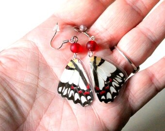 Real Butterfly Earrings, Nature Jewelry, Real Butterfly Wing Jewelry