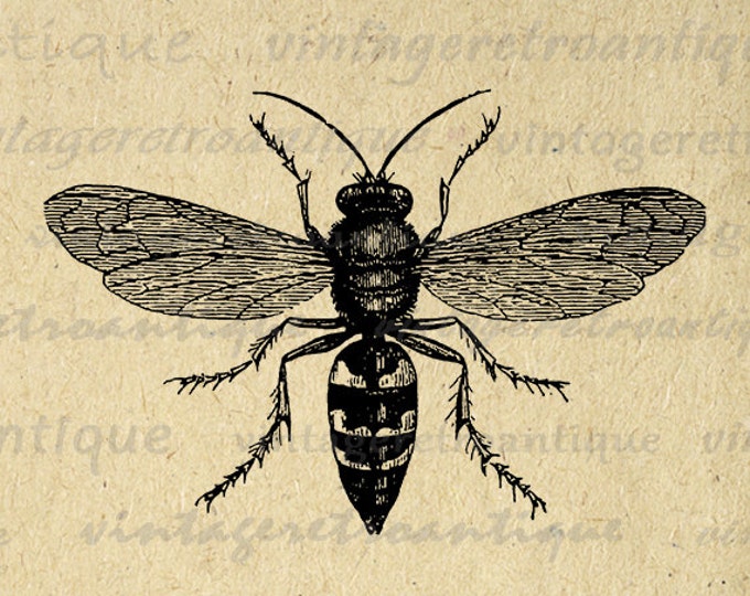 Printable Digital Wasp Bee Graphic Illustration Image Download Antique Clip Art Jpg Png Eps HQ 300dpi No.3450