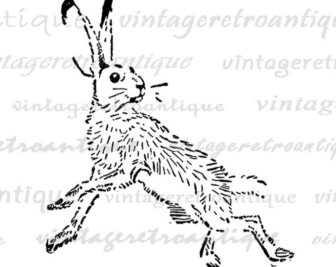 Printable Image Wild Hare Download Rabbit Graphic Bunny Digital Jpg Png Eps HQ 300dpi No.067